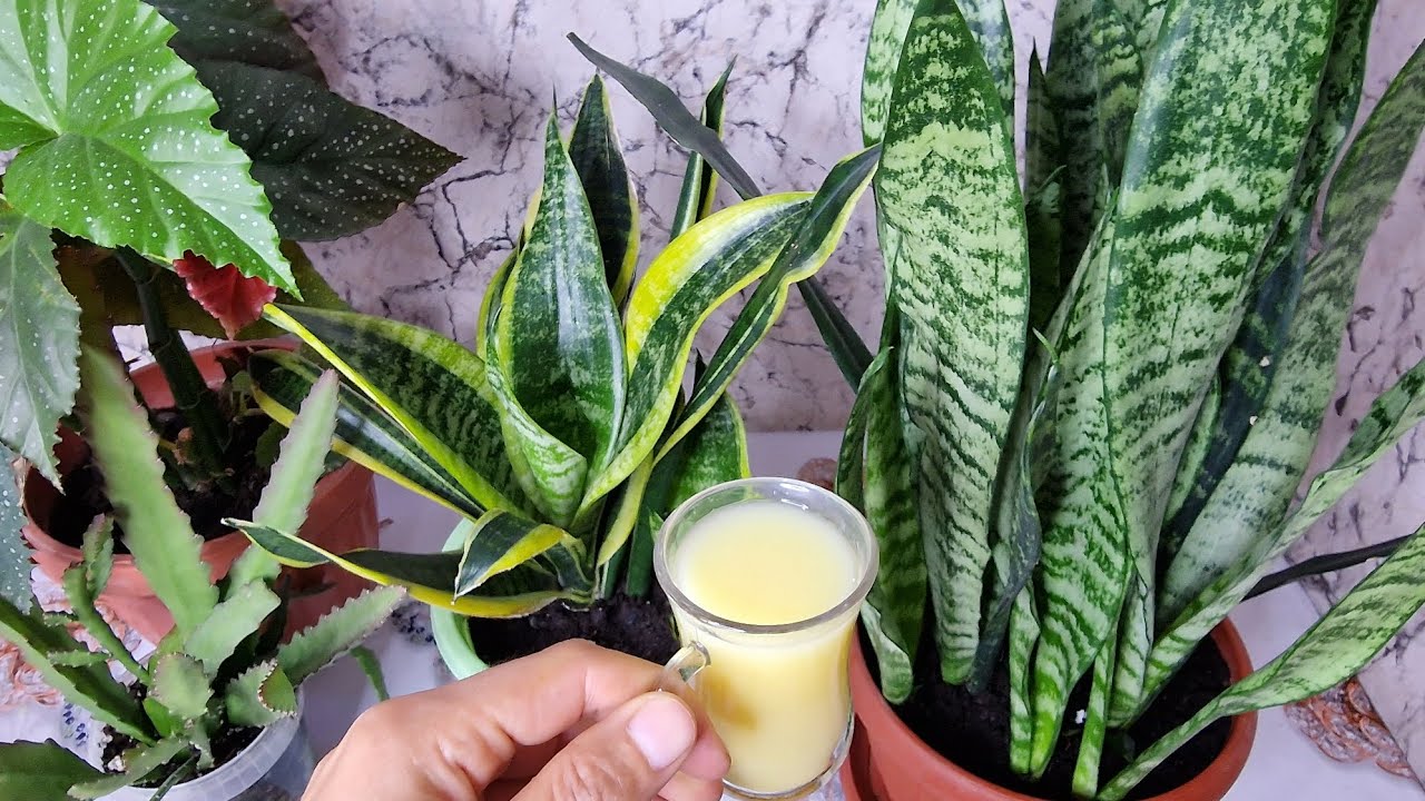 BİR BARDAK VERDİM ÇİÇKLER ÇILDIRDI😉 Çiçeklerniz coşmyorsa birde bunu deneyin