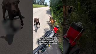 Female Cyclist Vs Dogs