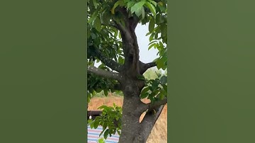 Chay nếp ae chồng Alo e:0876/18/3999#bonsai #bonsaitihon #farming #music