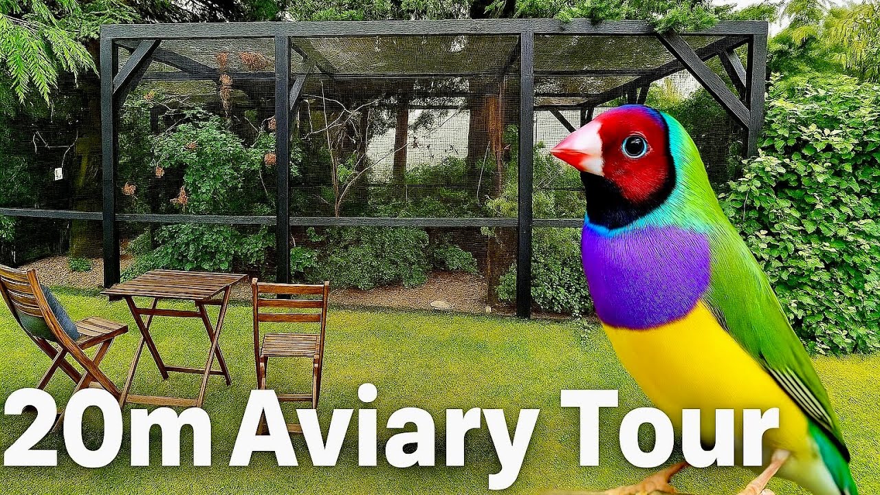 тур по птичьему вольеру | 20 метров Вольер | 100+ зябликов и софтбилов