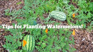 How to Plant Watermelons Successfully? 🍉 🍉 🍉