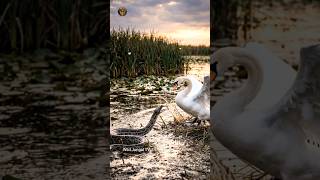 🦢 Mother Swan vs Giant Python | Brave Mom Saves Her Eggs! 🐍😱 #shorts