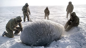 Trứng khổng lồ bí ẩn được tìm thấy ở Nam Cực sau 66 triệu năm