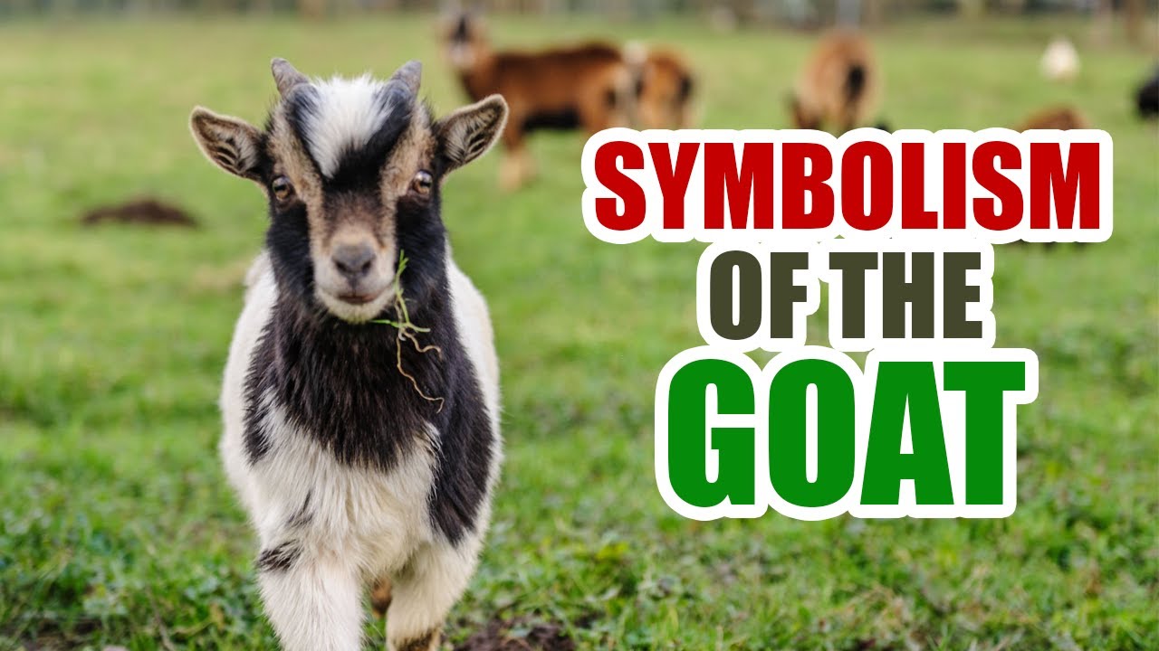 Pyaari Bakri Has Organised A Party For Gopal The Is, 59 OFF