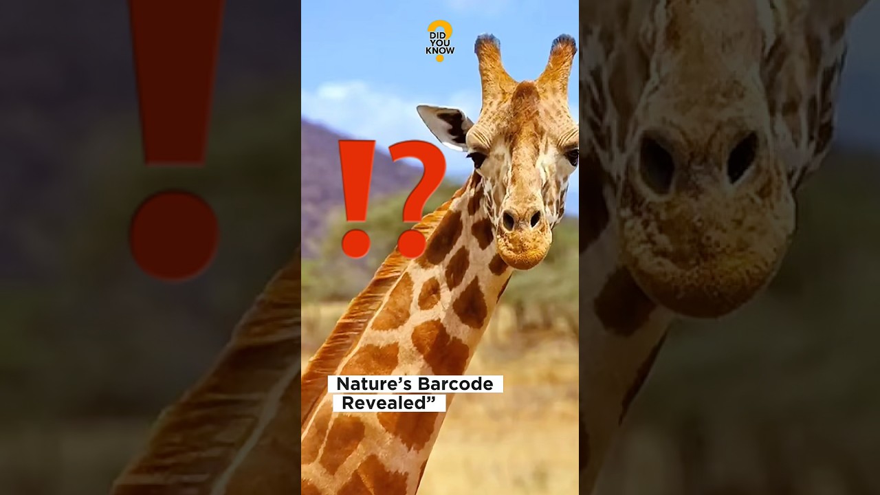Скрытый код пятен жирафа | Nature’s Fingerprint‼️