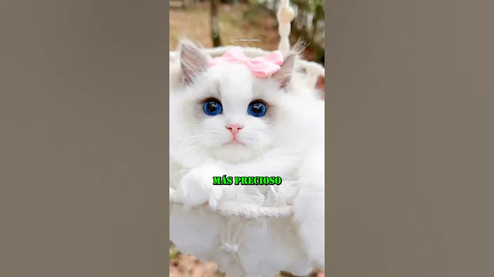 Video 11714001: beautiful cat