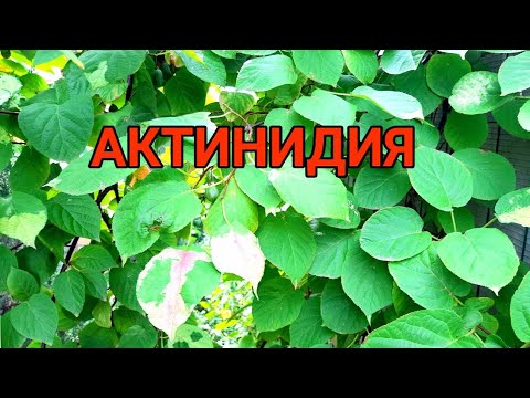 Видео: Актинидиа: таны цэцэрлэг дэх анхны усан үзмийн мод