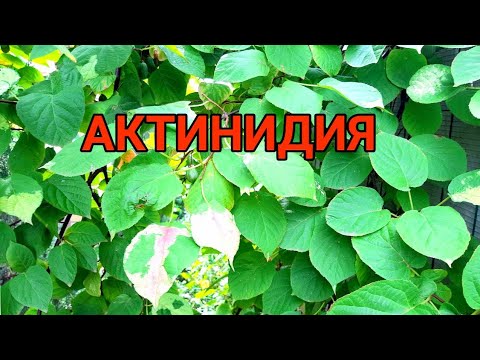 Video: Actinidia I Hagen Min