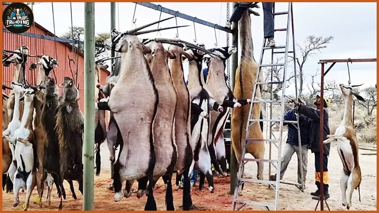 Why Is Wild Animal Meat Not Commonly Used By American Farmers? YouTube