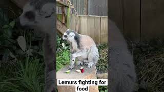 Lemurs Fighting For Food