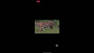 Do a Google Reverse Image Search on Your iPhone