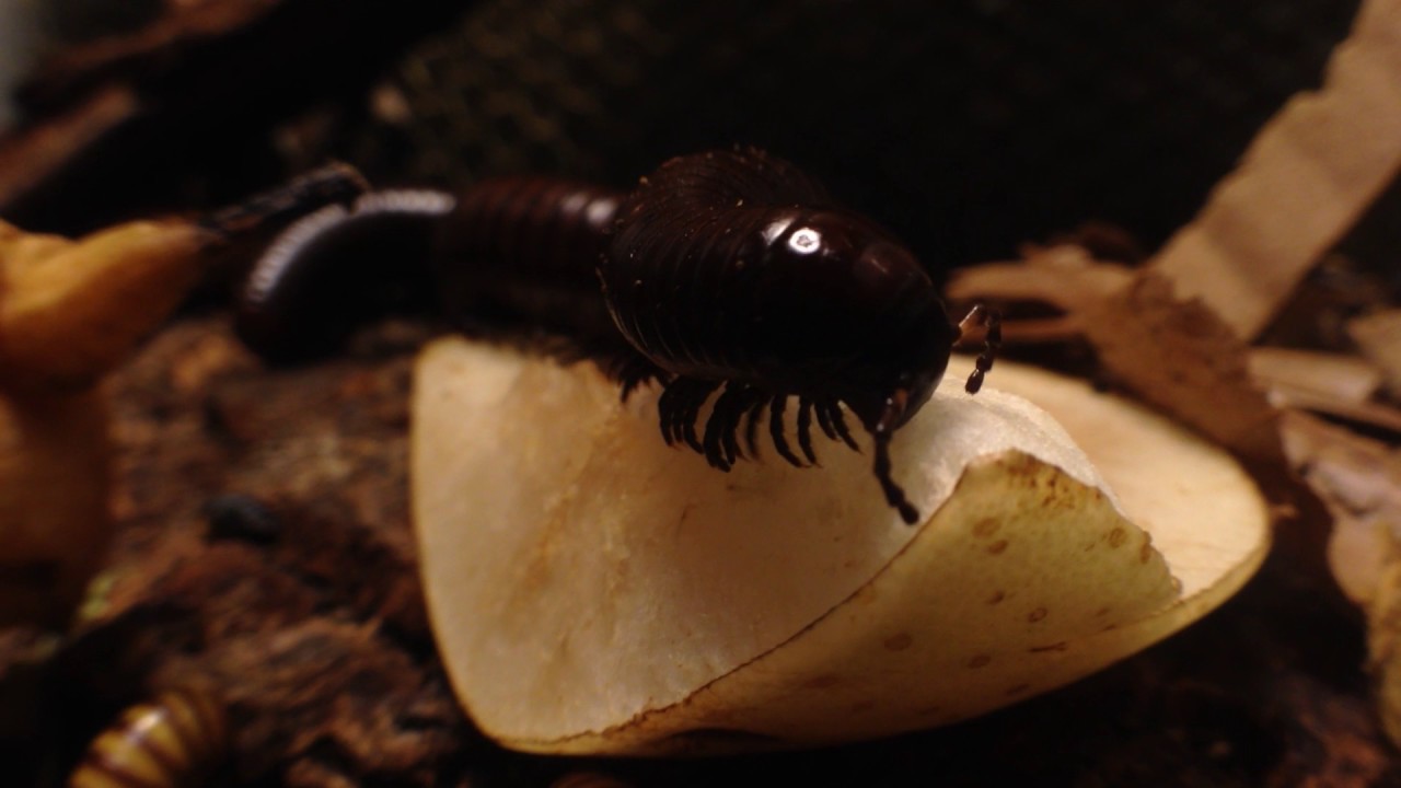 Chocolate Millipede for Sale! This one is crawling on a pear
