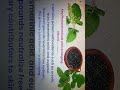 Tulsi anti-aging properties !! #shorts #ytshorts #biology lover