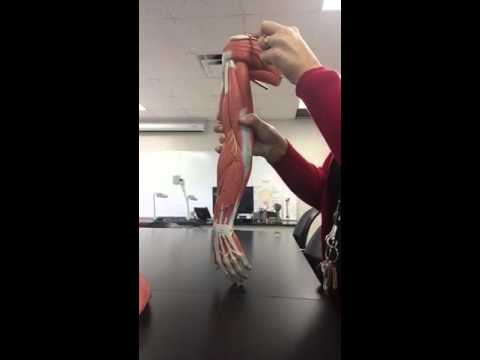Muscles of the arm practice quiz - YouTube