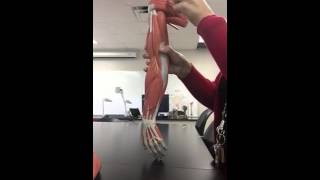 Muscles of the arm practice quiz