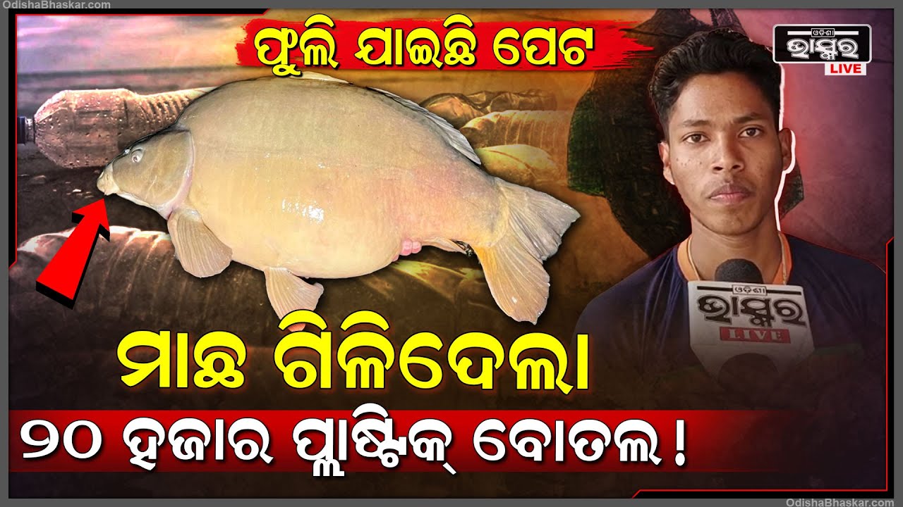 ଆଶ୍ଚର୍ଯ୍ୟ, ମାଛ ଖାଇଦେଲା ୨୦ ହଜାରରୁ ଅଧିକ ପ୍ଲାଷ୍ଟିକ୍ ବୋତଲ!...୩୦ ଫୁଟ ମାଛକୁ ଦେଖି ଉଡିଗଲା ହୋସ୍‌....