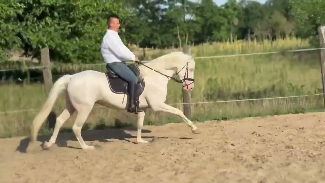 Morgan Hengst v.  Amberfields Luminescene x Triple S Chinook, geb. 2020, Stkm. 154 cm