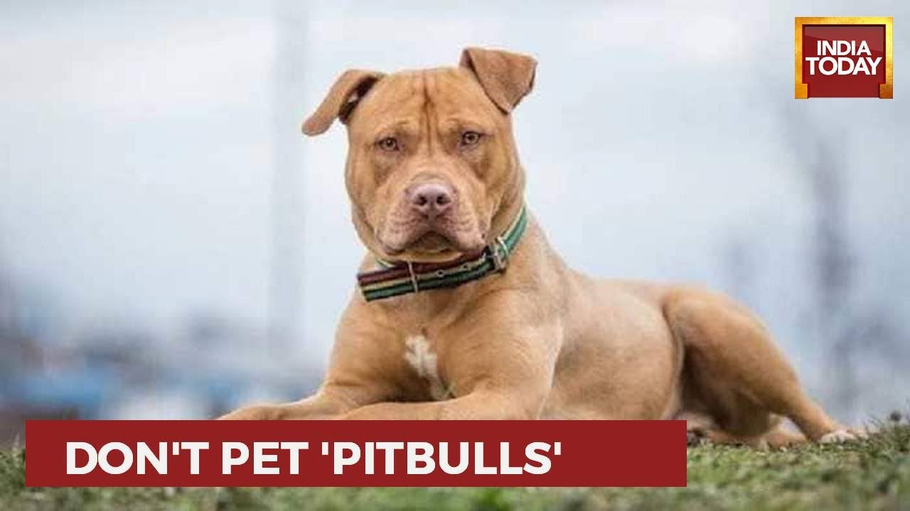 Pet Dog Attacks 10YearOld In Ghaziabad, Victims Father Condemns Keeping Pitbull As Pet YouTube