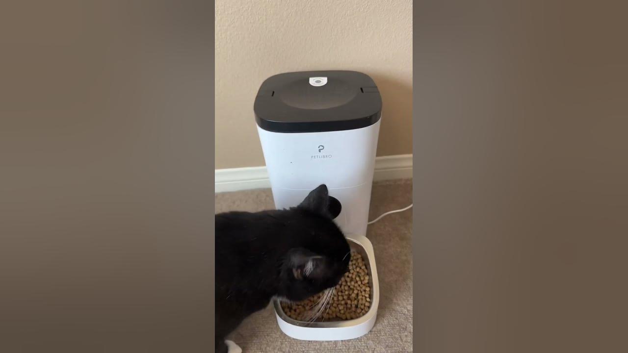 Pet Libro Automated Pet Feeder YouTube