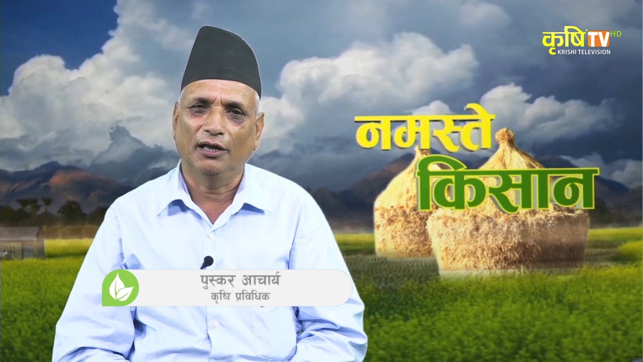 Namaste Kishan || Timur Kheti