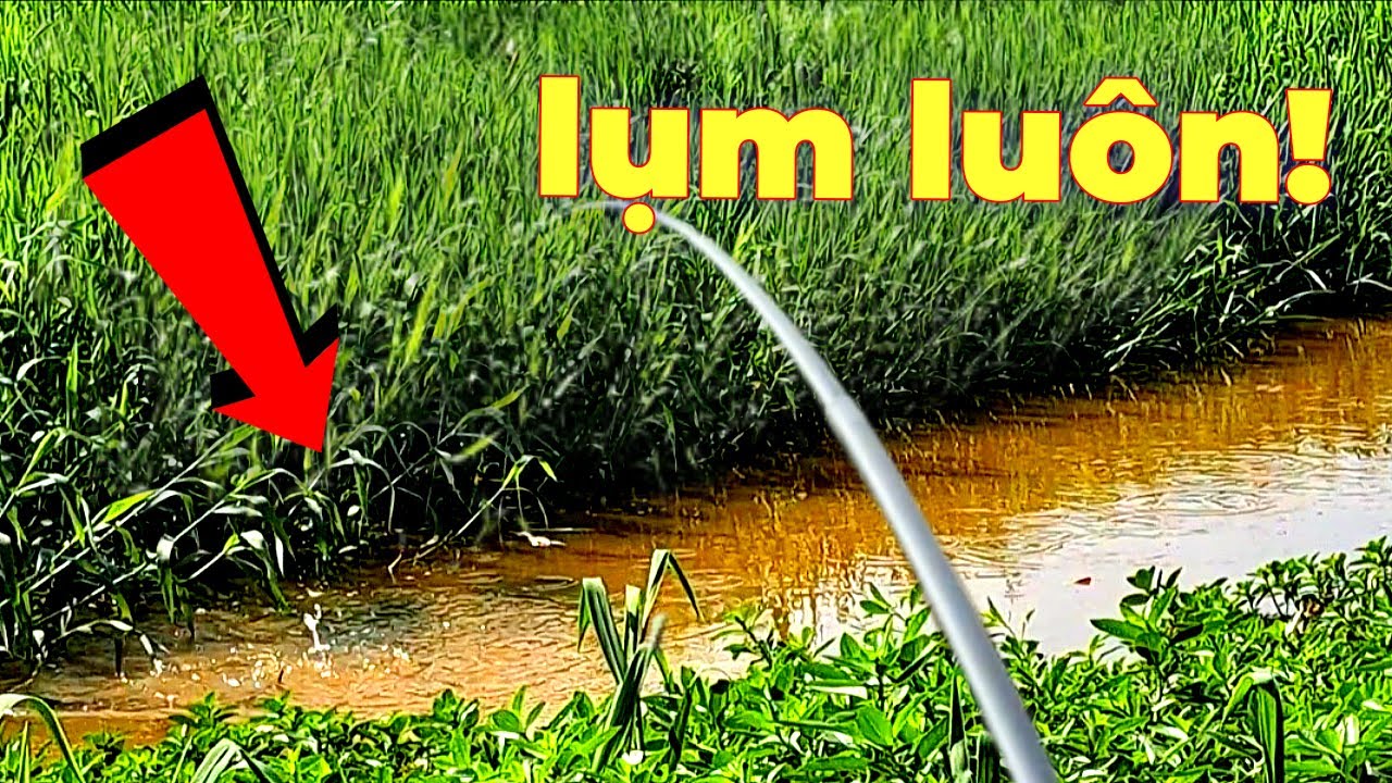 Lũ rút cá dồn hết xuống kênh,câu 1 chổ  hơn 3kg #caucahocmon