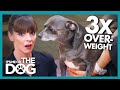 Chihuahua More Than 3 Times Overweight looks like 'a seal' | It's Me or The Dog