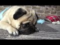 最愛なる愛犬を亡くして