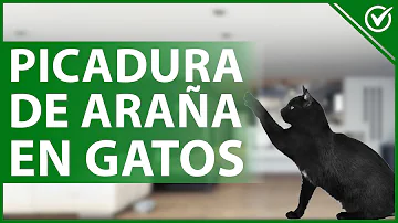 ¿Qué ocurre si un gato se come una viuda negra?