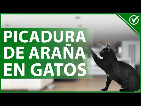 🐱 Cómo Tratar la Picadura de Araña en tu Gato - Consejos Útiles 🕷🐱 hqdefault