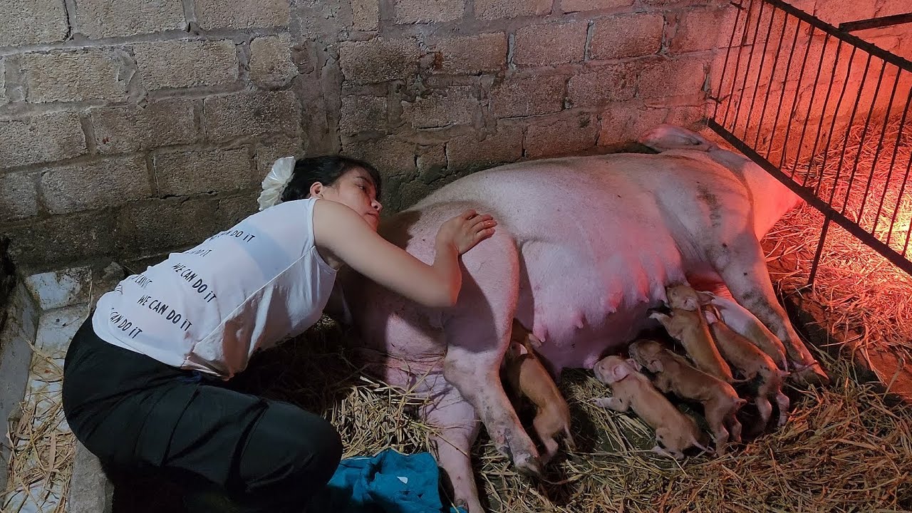 The mostdifficult pig to reproduce I have ever met  /