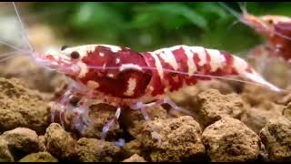 Galaxy Red Karides Shrimp