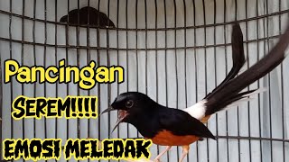 PANCINGAN MURAI BATU GACOR FULL ISIAN, SEKALI DENGAR AMPUH BIKIN MURAI DIAM JADI EMOSI MUDAH NYAUT