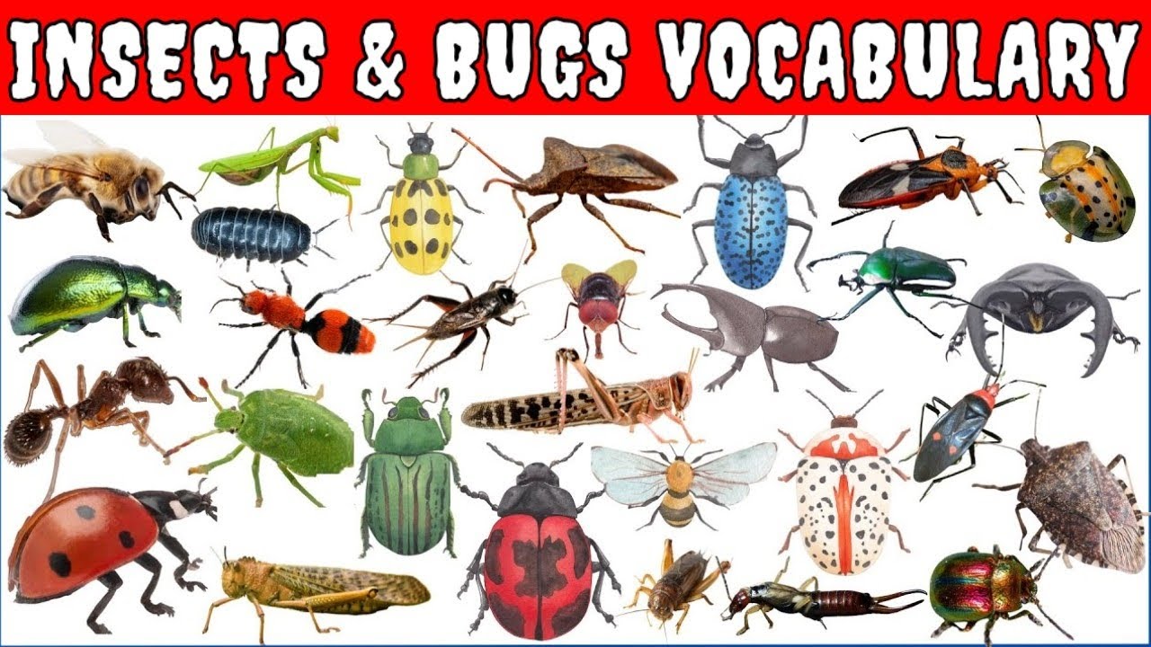 150+ Insects & Bugs Name In English With Pictures || Insects & Bugs ...