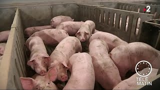 Sans frontière - La peste porcine africaine est en Belgique