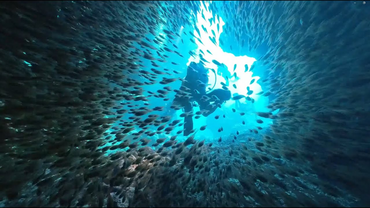 이시가키(이리오모테) 다이빙 | Diving on Days 2, 3, and 4 Iriomote Island, Ryukyu Islands, Japan. 4K