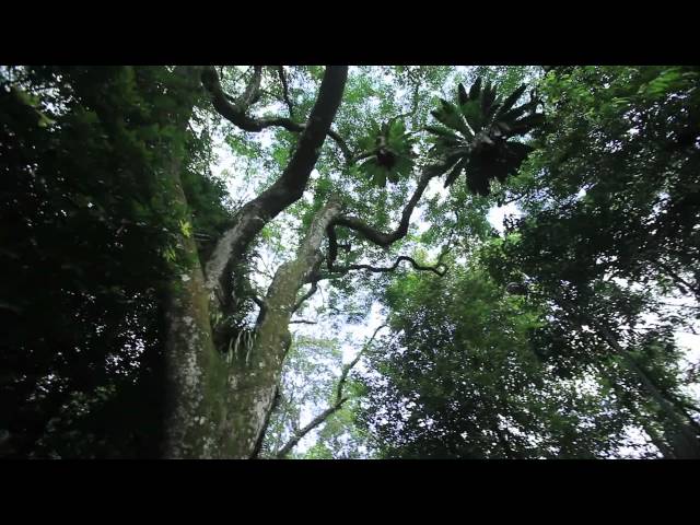 Thumbnail for Play video: Mount Pleasant Road Heritage Road