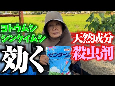 稲嶺ゆきの/Harikuyamaku - 大島ヤンゴー節 
レコード 稲嶺ゆきの/Harikuyamaku - 大島ヤンゴー節 | NEWTONE RECORDS