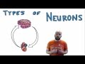 Neurons and Blood Pressure Regulation in the Human Body
