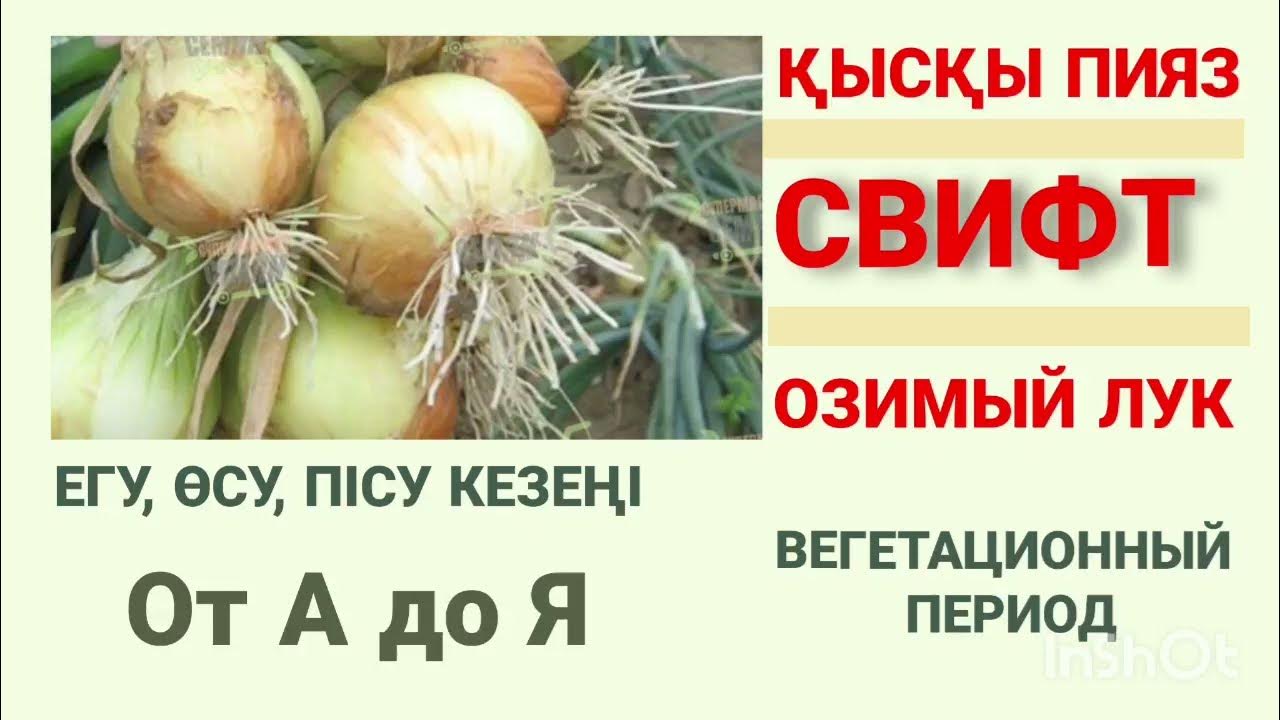 Лук свифт описание сорта фото отзывы цена