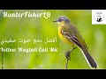 صوت إم صفيد للصيد صفيدي الزرعة الصفراء نقي جدا Western Yellow Wagtail Motacilla Flava Birds صوت إم صفيد للصيد صفيدي الزرعة الصفراء نقي جدا Western Yellow Wagtail Motacilla Flava Birds