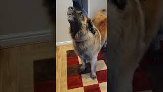A BEAUTIFUL LEONBERGER SPEAKS FOR A TREAT #leonberger #dog #funny