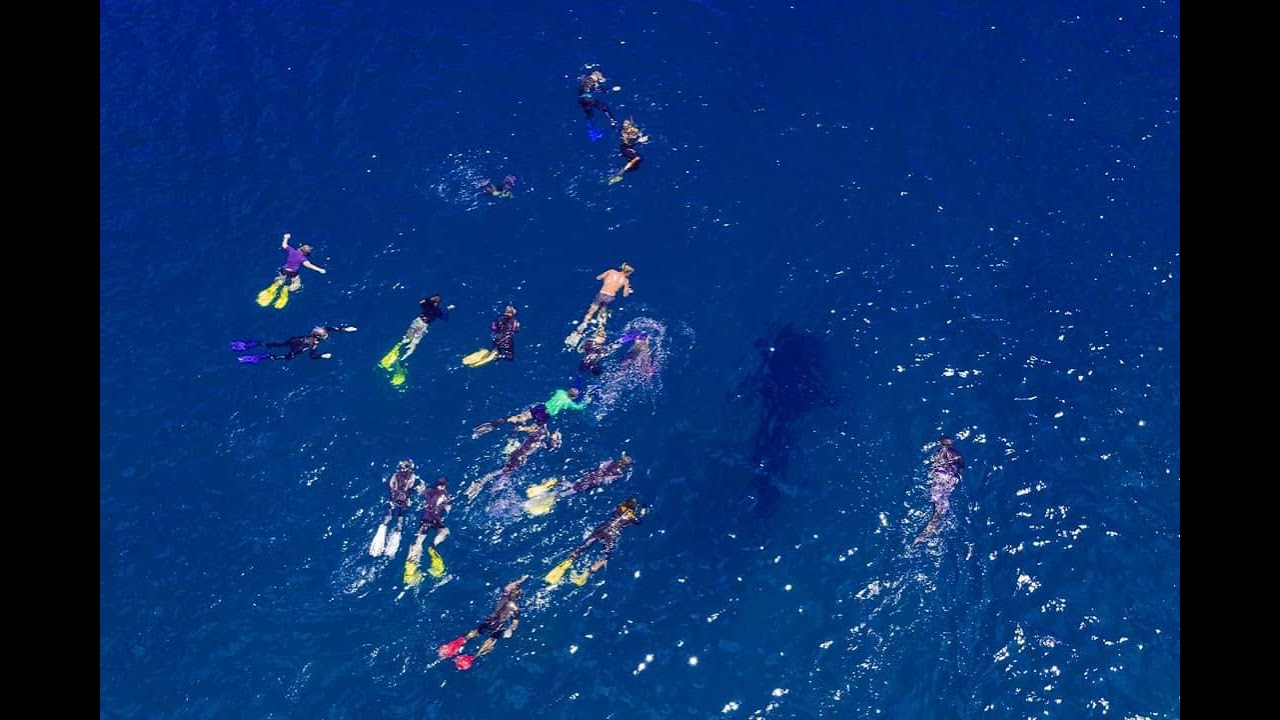 WHALESHARK VIEWING at PINTUYAN Southern Leyte