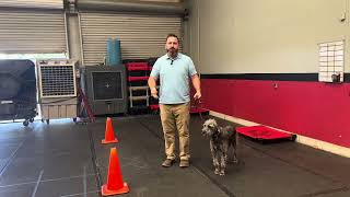 Loose Leash Walking Tip: Figure Eights