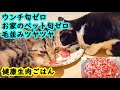 🐈猫の生肉ご飯😋💐