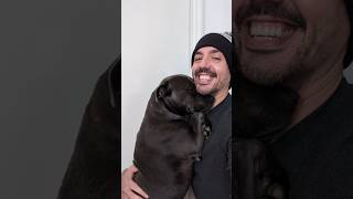 I Think She Missed Me Staffy Cuddles Are The Best