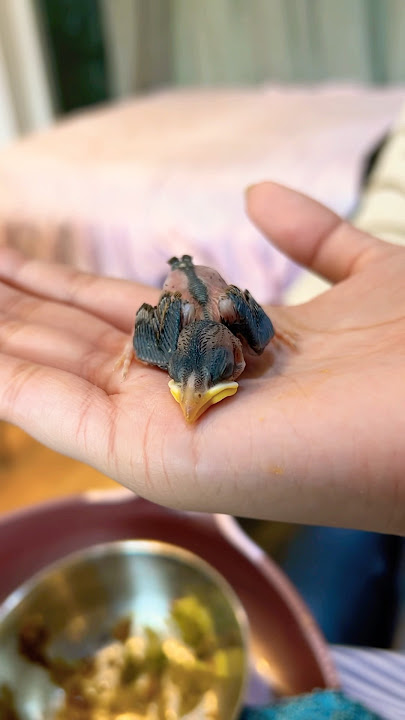 Baby sparrow (please read description)
