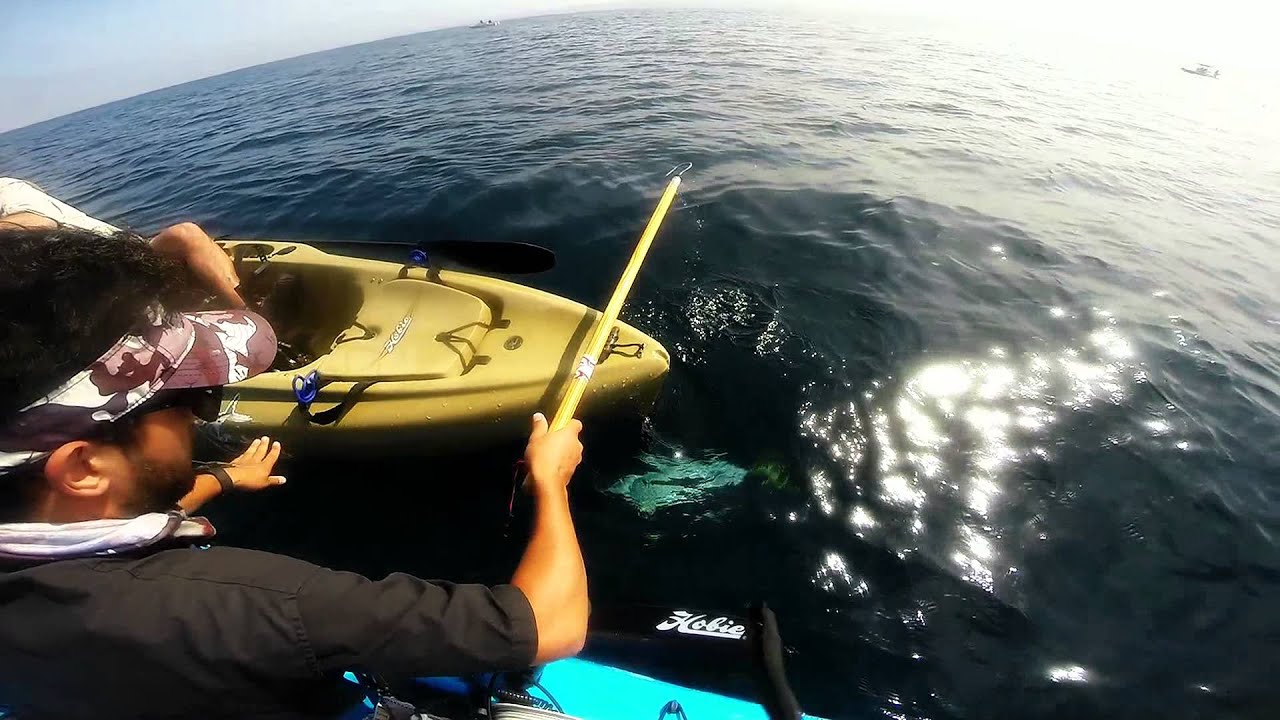 Fishing Diaries La Jolla Kayak Fishing Yellowtail YouTube