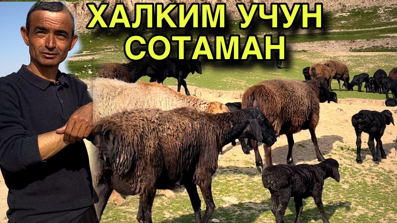 ХАЛКИМ ОЛСИН!☎️+998 99 196 8484