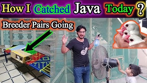 How To Catch Java From Aviaries or Cages | Java Breeding Pairs Cargo | Java Finch Summer Care