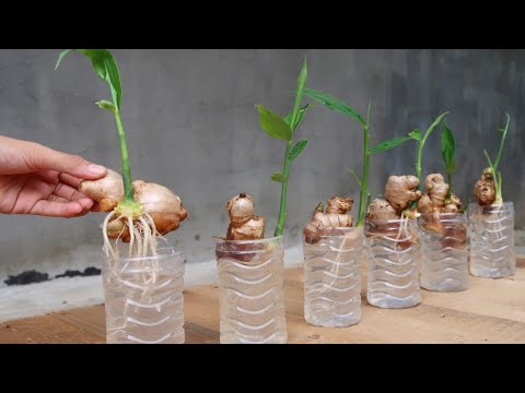 Vídeo: Container Grown Ginger - Como cultivar gengibre em vaso